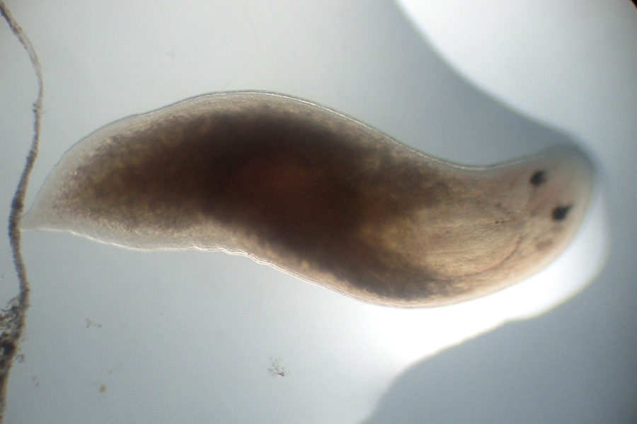 Planaria: Dalyellia?